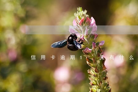 信用卡逾期1 天有什么影响 信用卡逾期1 天有什么影响